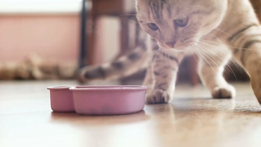 bengal cat watching his food bowl