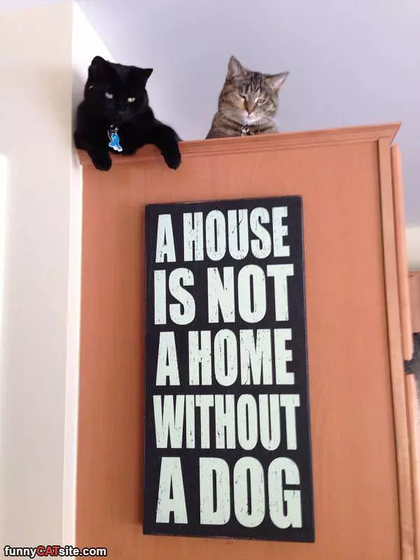 Or Cats
