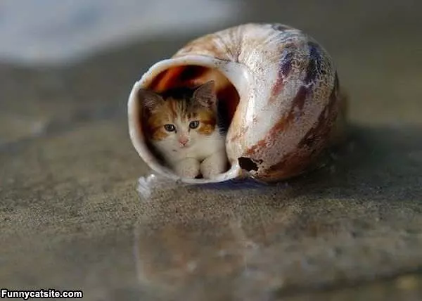 Sea Shell Kitten