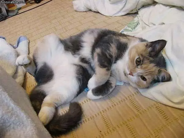 Cat Lounging On Floor