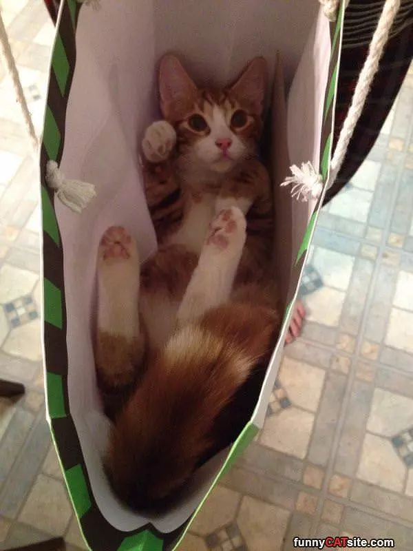 I Is In A Bag