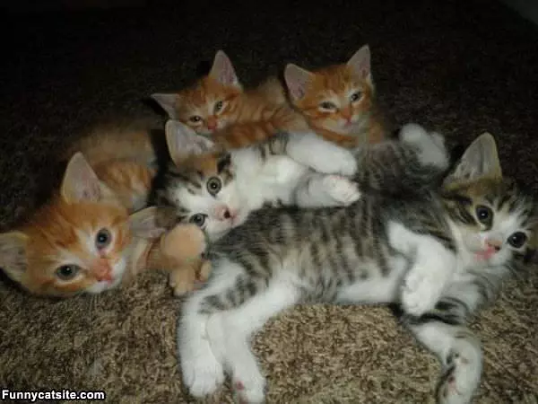 Kitten Party