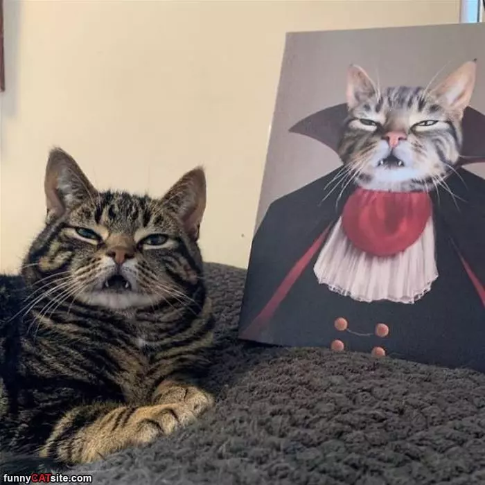 Dracula Cat