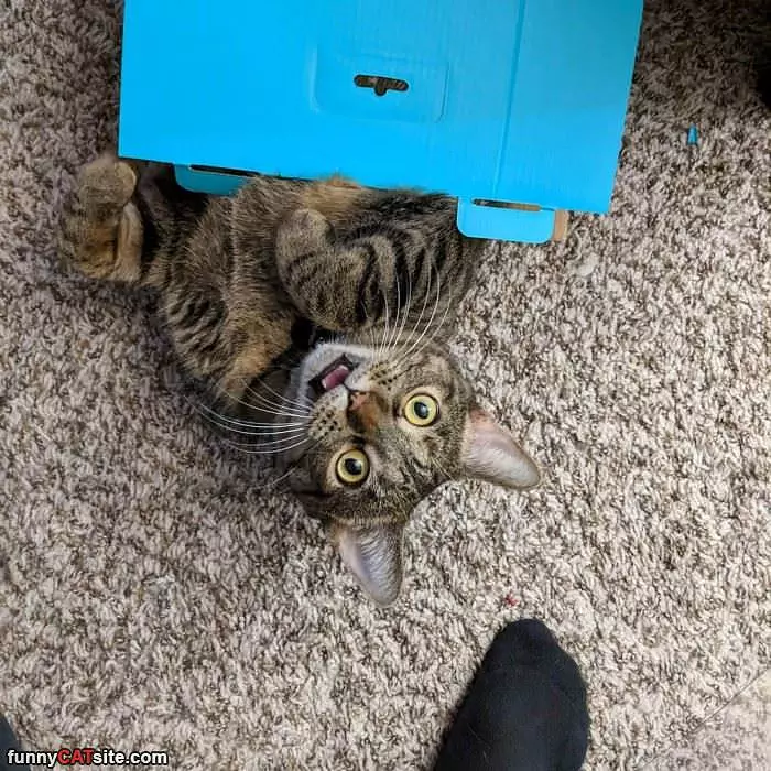 Get Out Of The Box