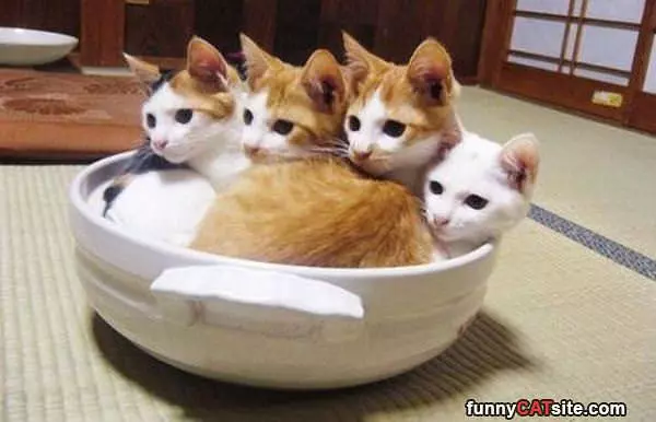 A Single Bowl Of Cats
