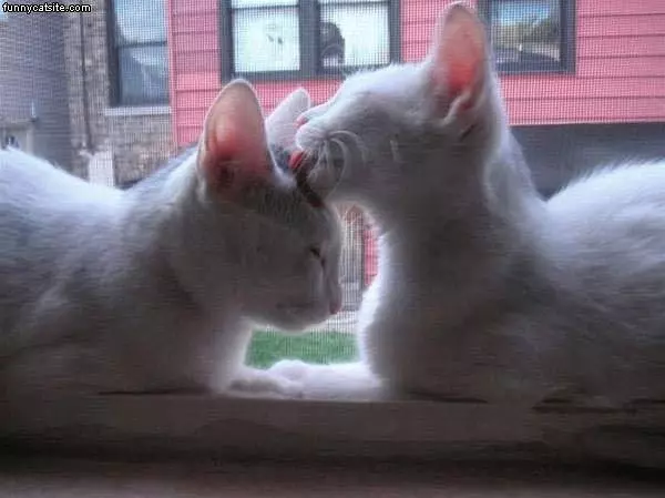 White Cat Licking Head