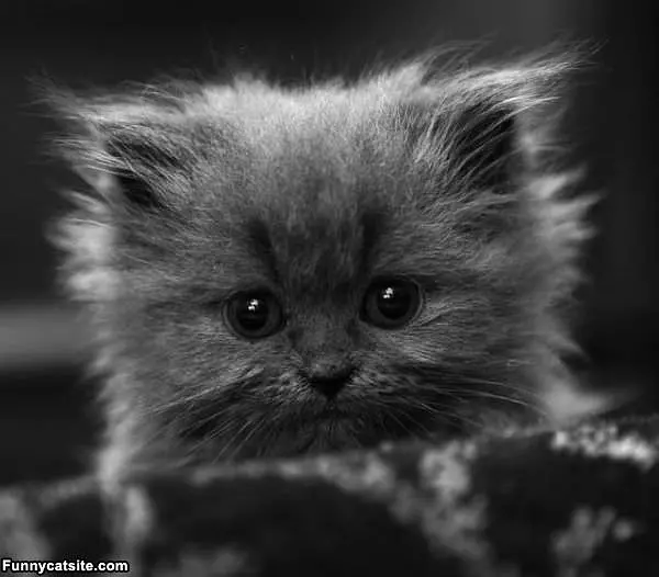 That Is A Cute Kitten