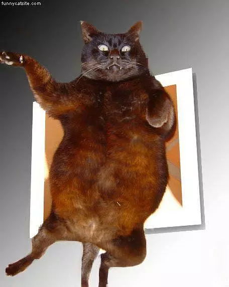 Fatty Flying Cat
