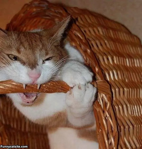 This Basket Is Delicious