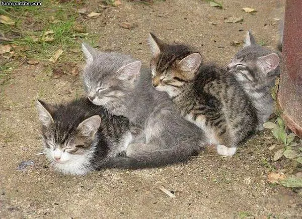 Pile Of Cats