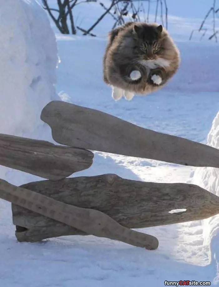 This Epic Flying Cat