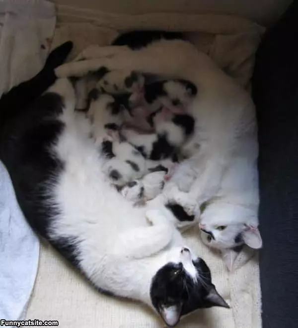 A New Cat Family