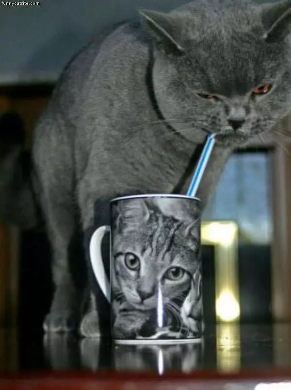 Drinking From The Cat Cup