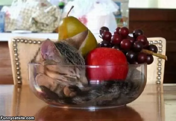 Bowl Of Fruit And Cats