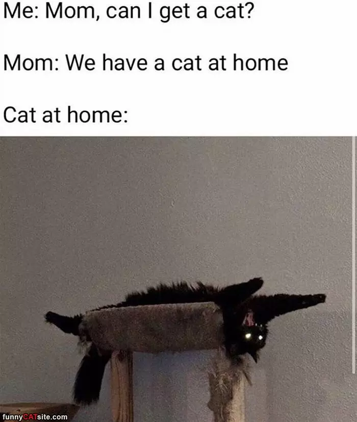 We Can Get A Cat