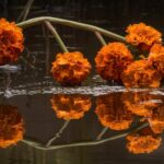 cultivating vibrant poker blooms
