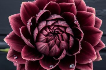 dark flowers playing cards