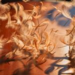 feather bets transform tables