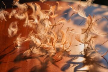 feather bets transform tables