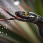 swift predatory card strategy